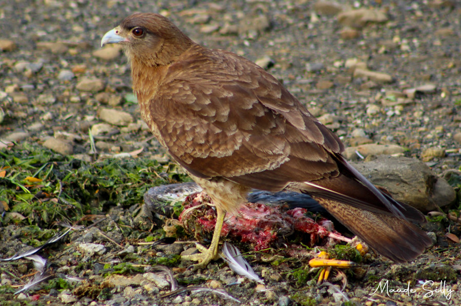 image Chimango Caracara